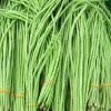 

Kacang Panjang Organik 250gr