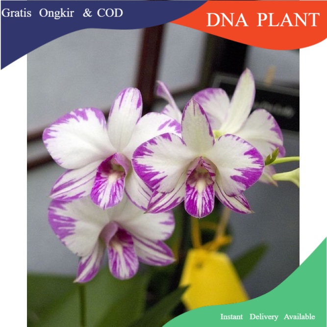CV Anggrek Dendrobium Enobi Splash Bunga Anggrek bunga hidup tanaman hias murah bunga hiasan gantung