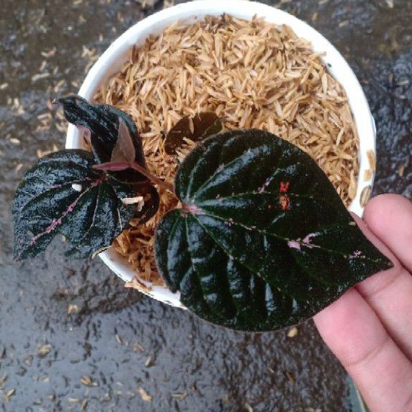 Tanaman Hias Sirih wulung keraton merah/sirih keraton/ Sirih Merah