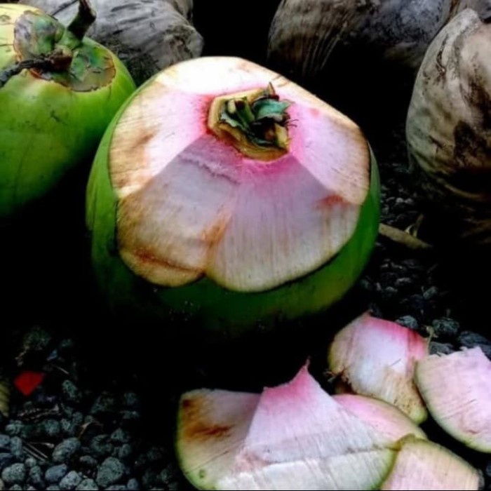 

kelapa ijo/kelapa obat