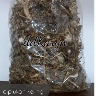 

Terbaru! 1 kg 1kilo 1000gr Ciplukan kering / cecenet kering