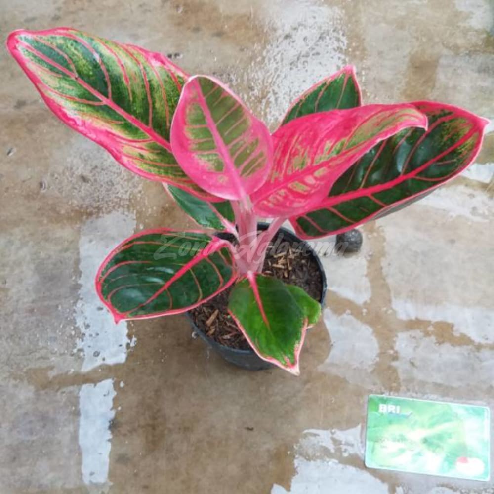 COD AGLAONEMA KANZA 7 DAUN AKAR SEHAT