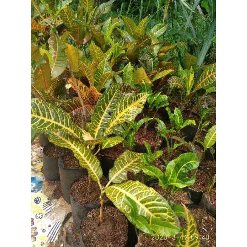 pohon hias puring macan