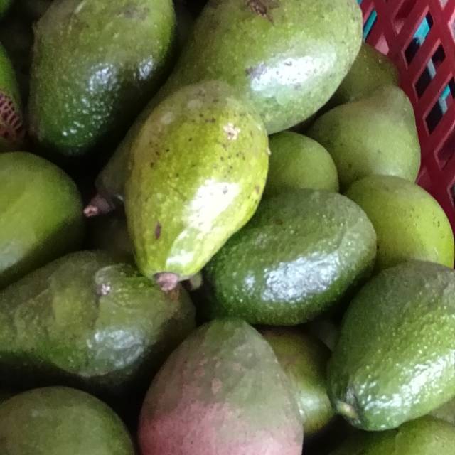 

Buah Alpukat Mentega 3000 gram