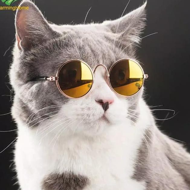 Harga Murah Kacamata Kucing Anjing Eyeglasses Persia Peaknose