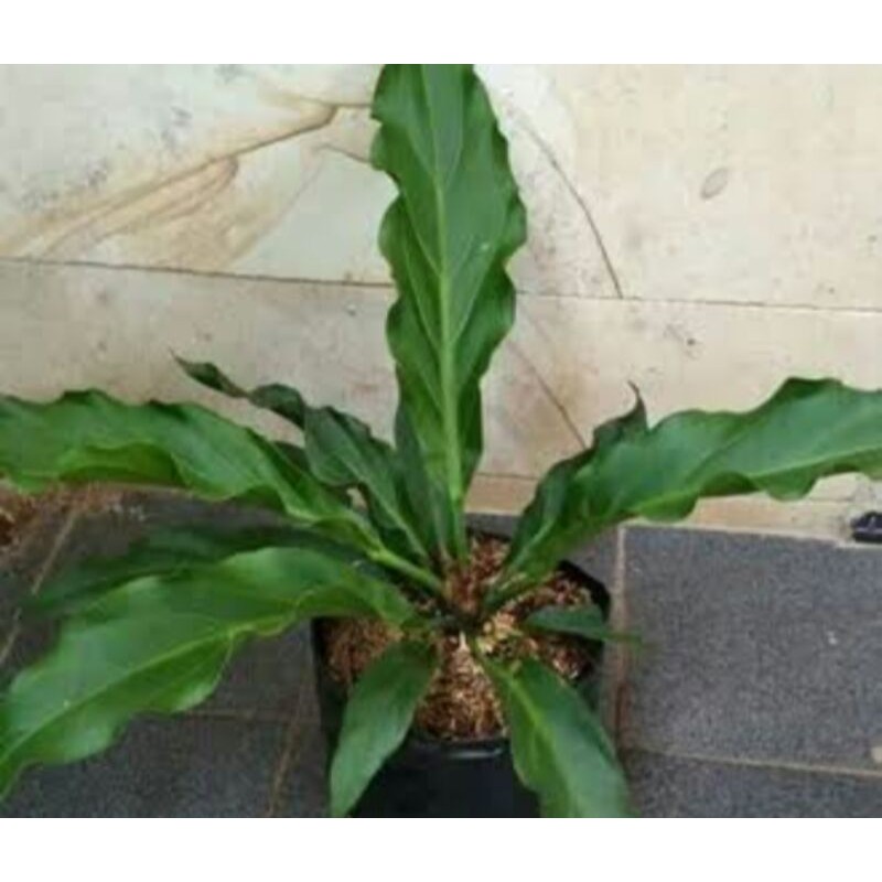 pohon antarium gelombang cinta