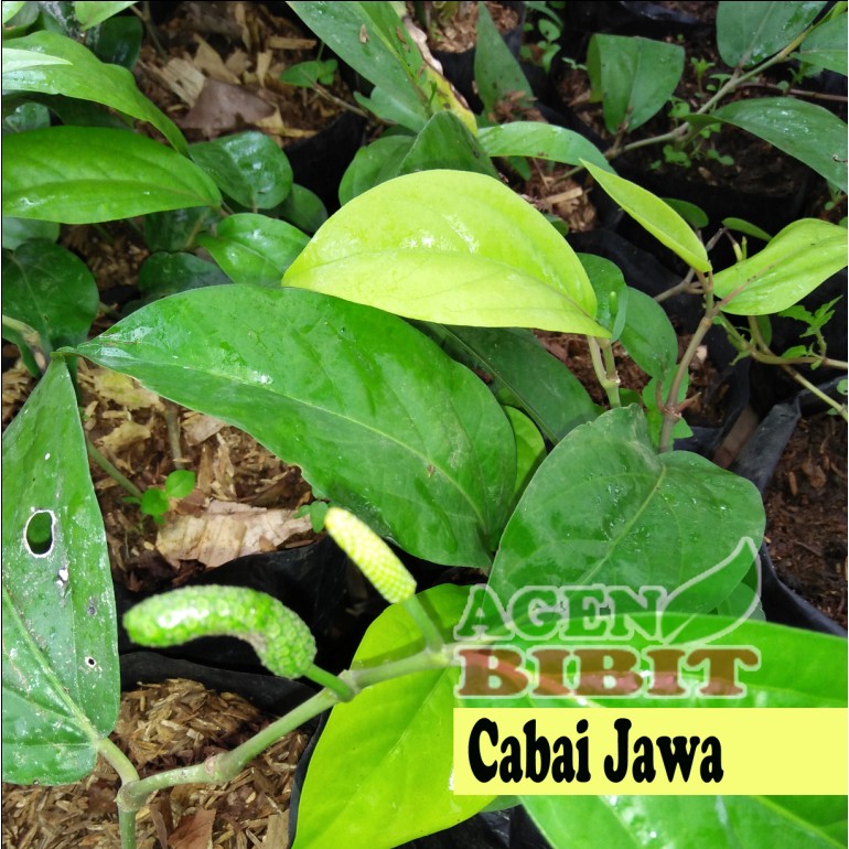 Bibit Tanaman Cabai Jawa Cabe Jawa Pohon Cabe Jawa Obat Herbal