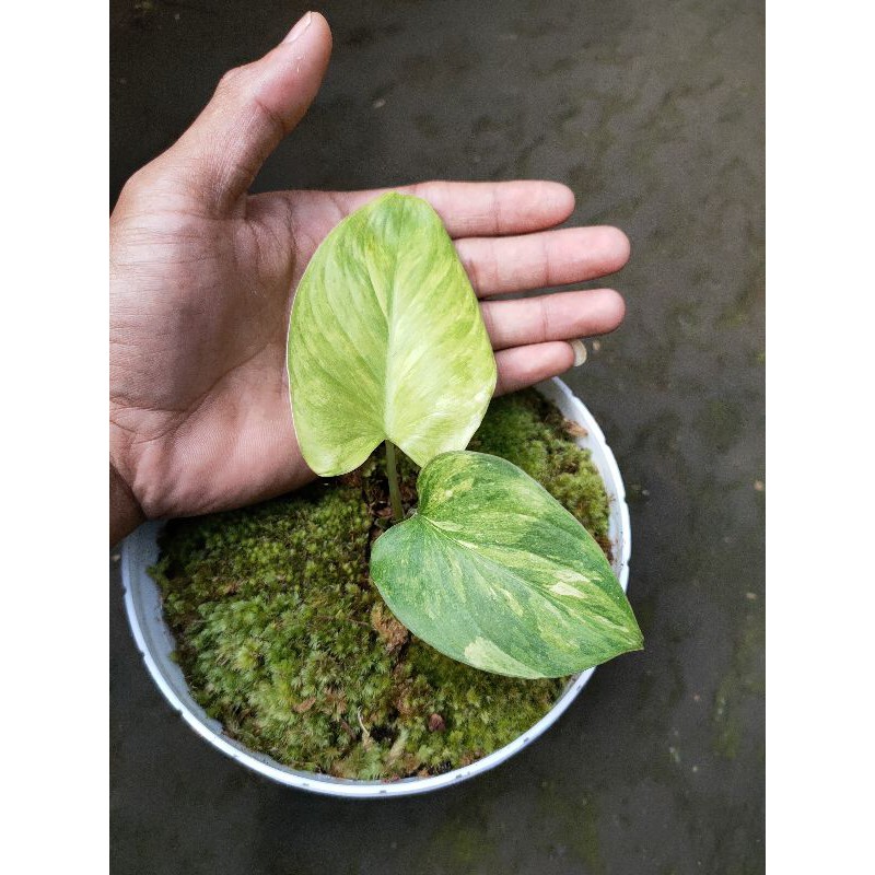 homalomena rubescens variegata