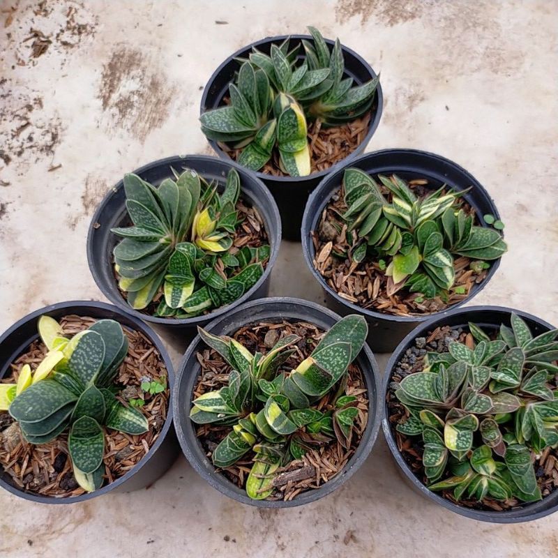 

gasteria fujimini