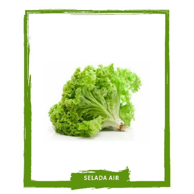 

Selada Keriting / Sayur Sayuran Segar By Mallahrizwa