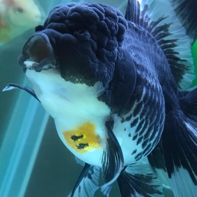 randysalimsp