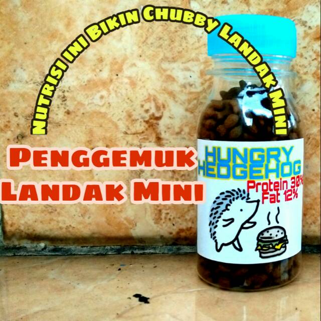 nutrisi penggemuk landak mini murah albino indukan sepasang anakan betina aksesoris jinak jantan
