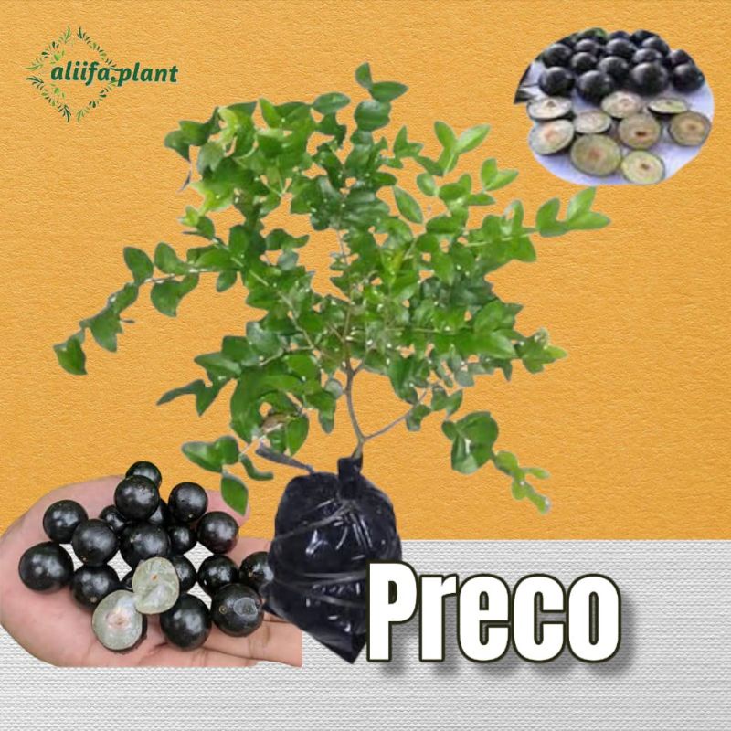 Bibit Anggur Brazil Preco //preco