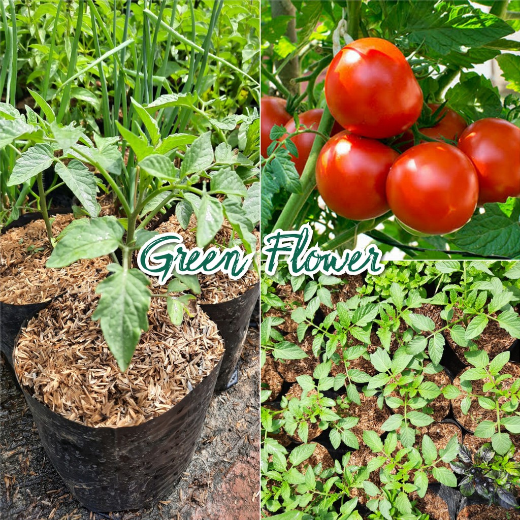 Bibit Tomat - Bibit Pohon Tomat
