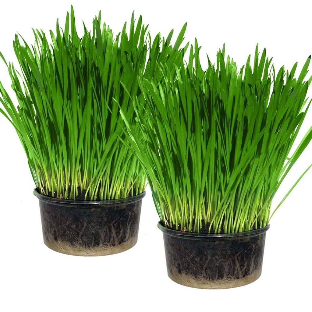 Cat Grass 25Gram - Benih Rumput Kucing Wheat Grass Sades gras Cat Gras FEZONE