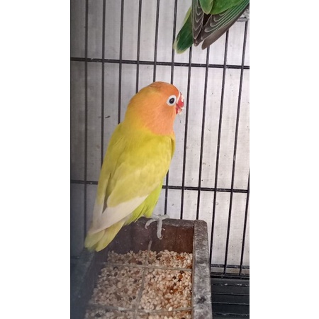 Lovebird Paskun (Pastel Kuning) mulus