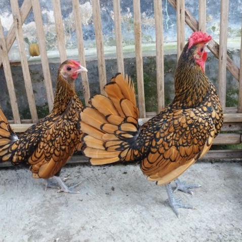 TELUR AYAM KATE BATIK KANADA ITALY UNTUK DITETASKAN FERTIL ASLI