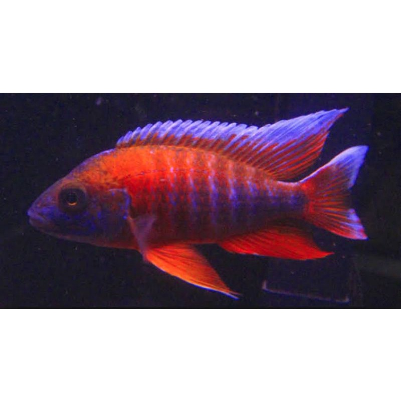 African Cichlid Aluonocara Eureka Size 8-10 Cm