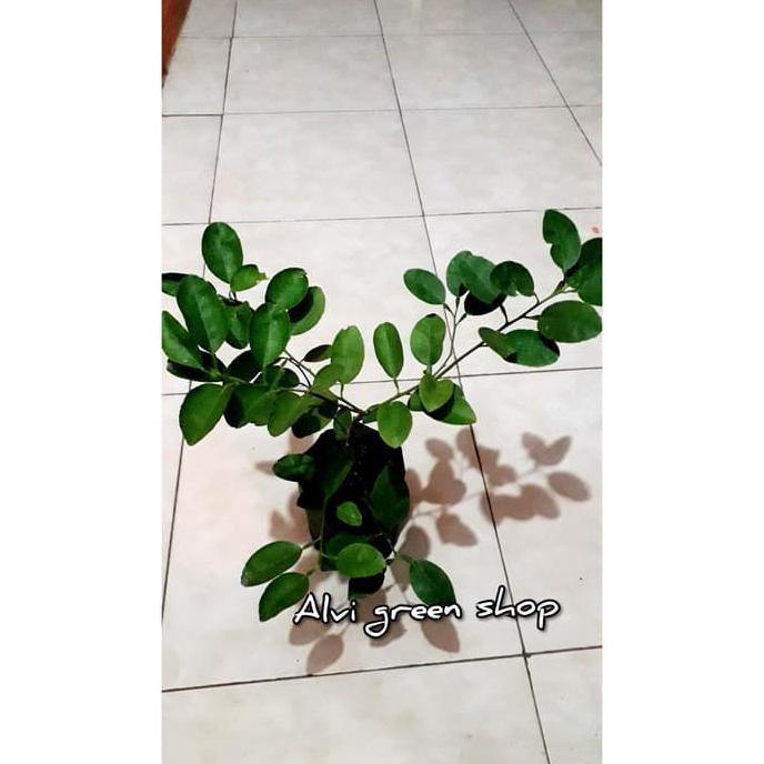 Wage Bibit Tanaman Jeruk Nipis/Pohon Jeruk /Bibit Jeruk Nipis Cangkok