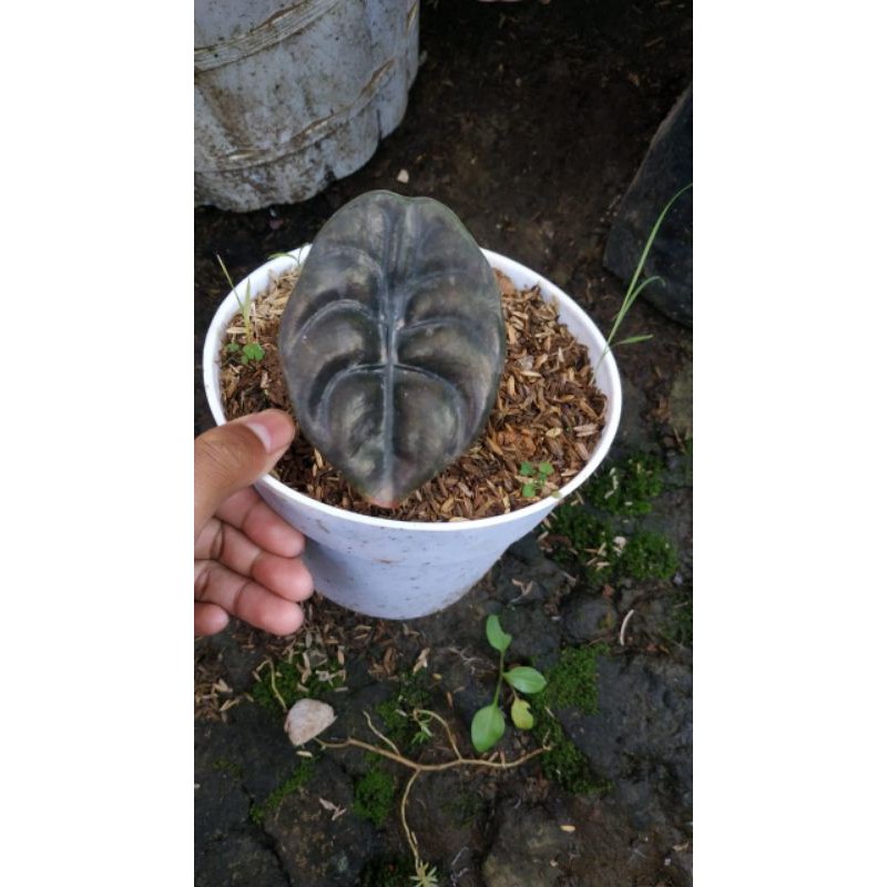 CUPREA RED SECRET ALOCASIA