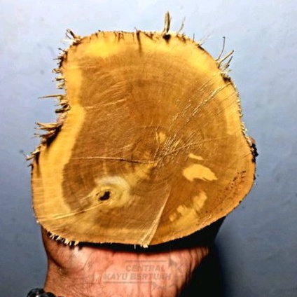 bahan kayu galih kemuning gading