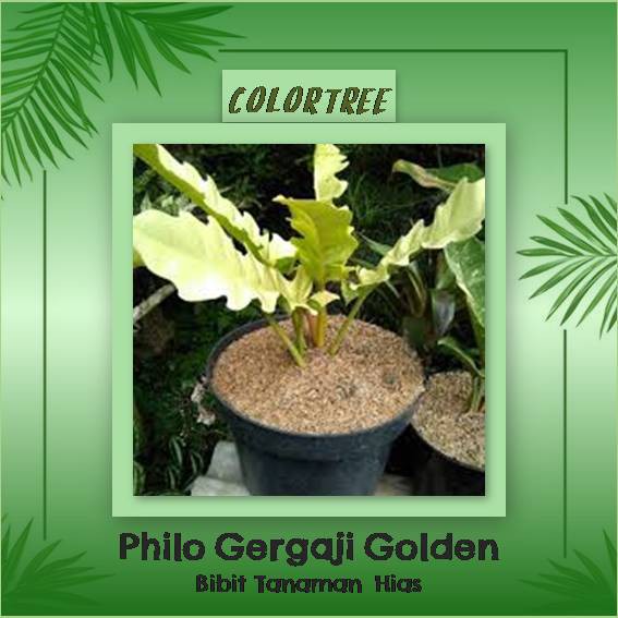 Bibit Tanaman Hias Philo Gergaji Golden