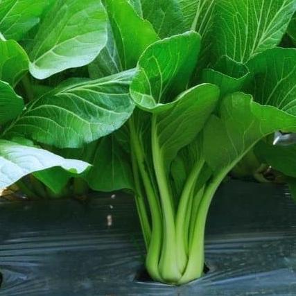 ◄ Bibit Benih Paket Sawi Caisim Sawi putuh sawi manis sawi dakota seeds ✫