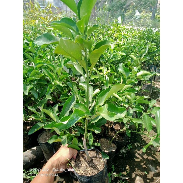 bibit tanaman jeruk pamelo madu/jeruk bali