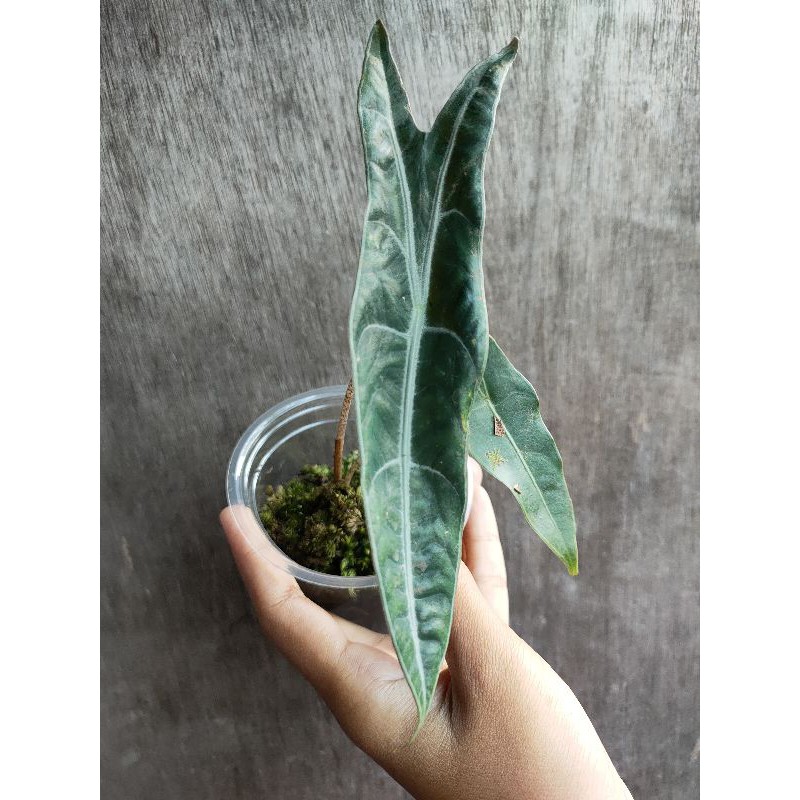 paket bonggol mapu & alocasia sp