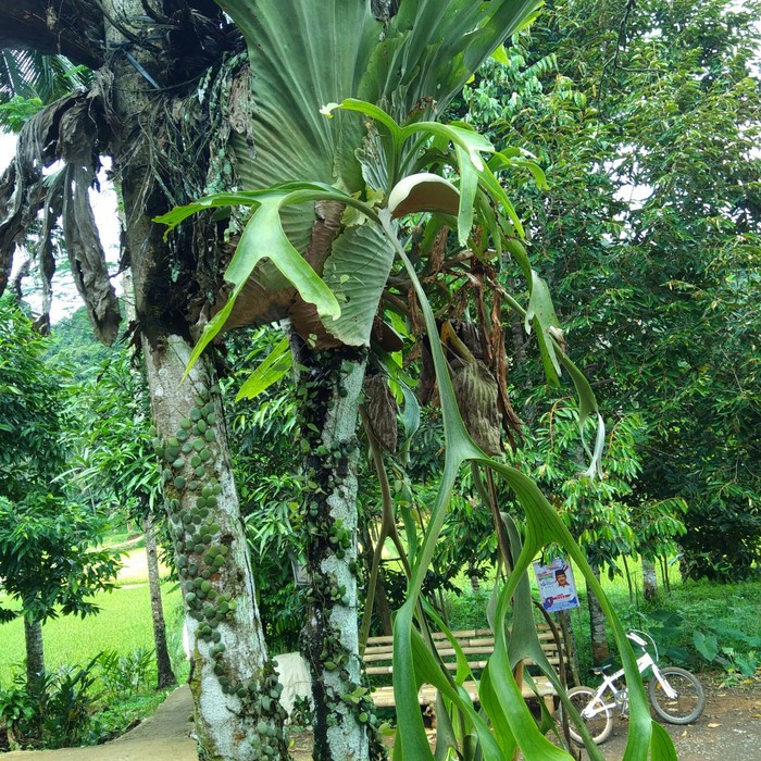 

tanaman hias kumpai tanduk rusa berat 5000 grm segar