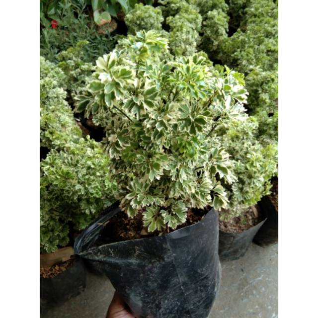 Tanaman kedongdong laut