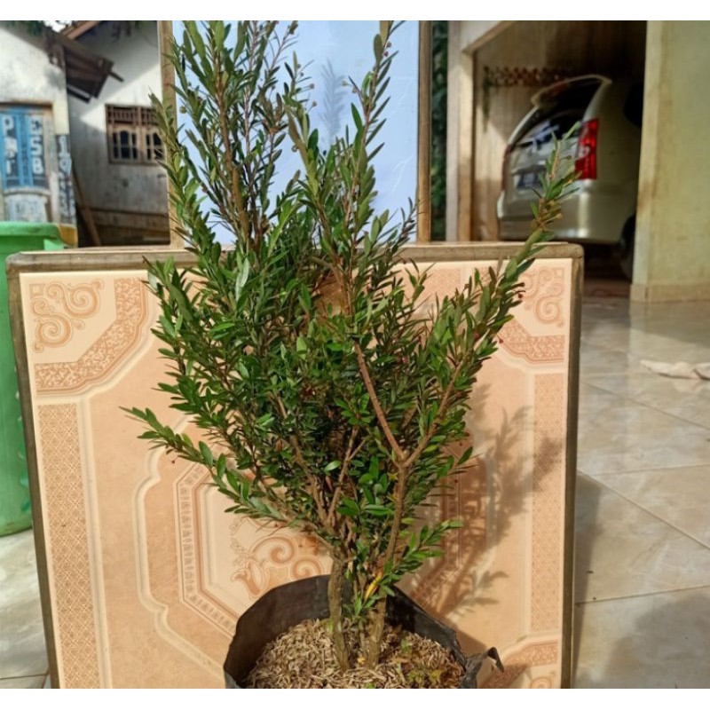 bahan bonsai cendrawasih tanaman hias bonsai cendrawasih