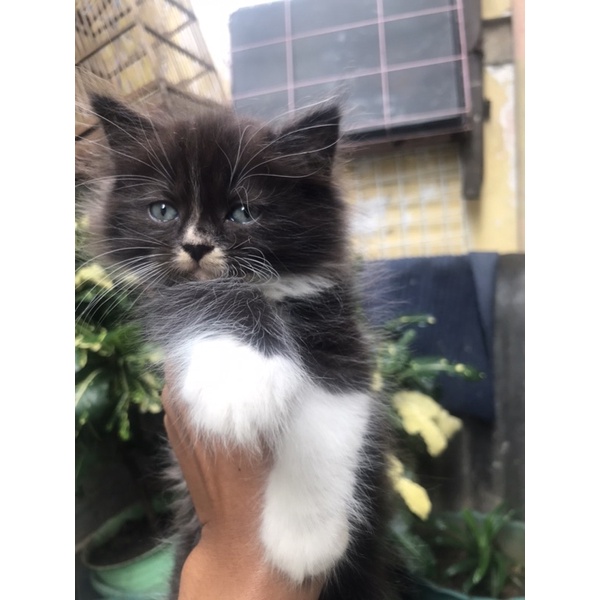 Scottish Straight Male (Kitten)