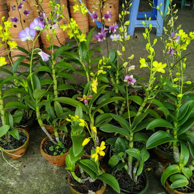 Anggrek dendrobium dewasa spike | bunga anggrek dendrobium