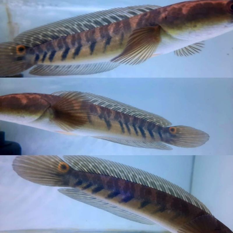 TERHEBOHH YS 12-14CM PALING GOKILL