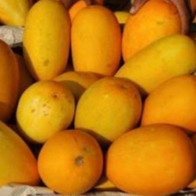 

TIMUN SURI
