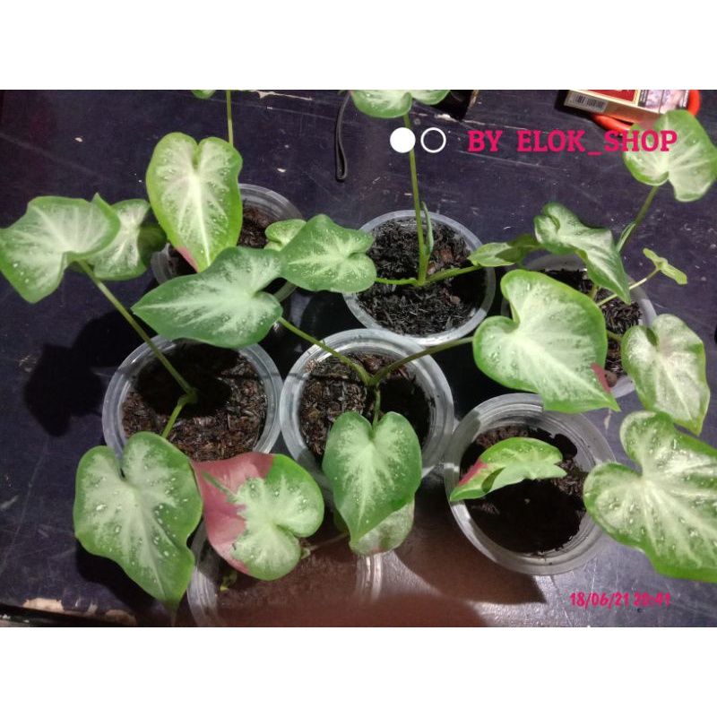 Bunga Keladi Cat tumpah