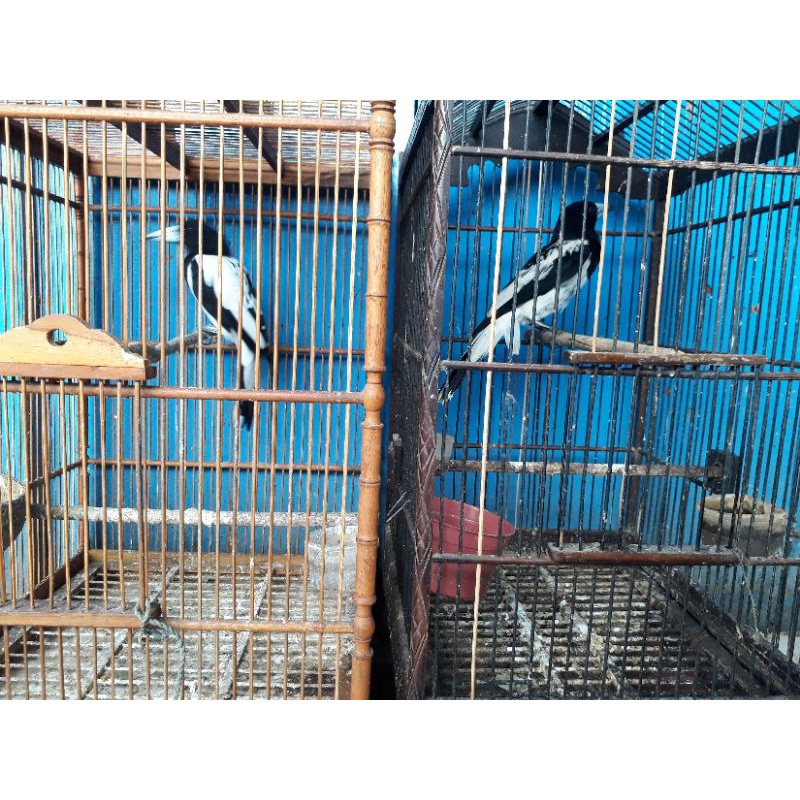burung jagal papua rawatan