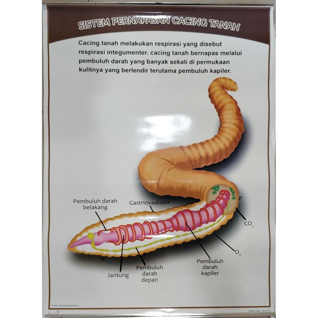 Poster Sistem Pernapasan Pada Hewan Shopee Indonesia