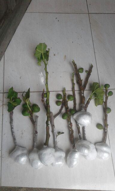 Bibit Buah Tin Verte Fc