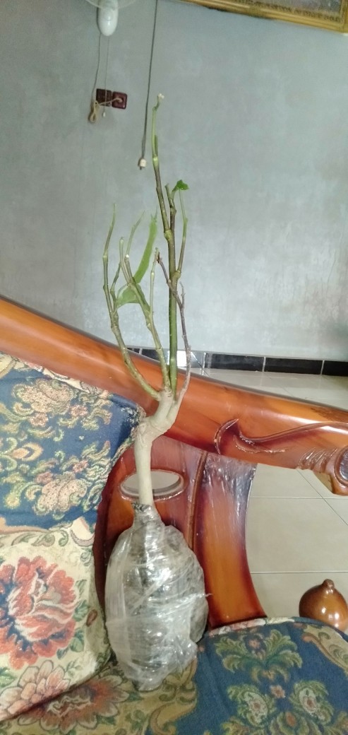 Tanaman Hias Bunga Kenanga Murah