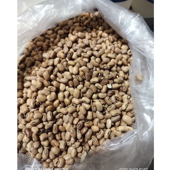 

Kacang Tolo lokal kg