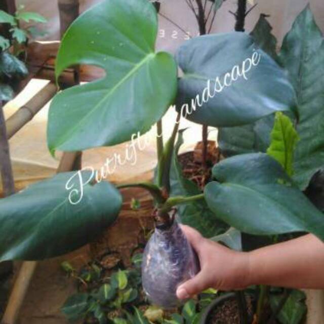 Tanaman hias monstera-monstera-monstera deliciosa-bibit