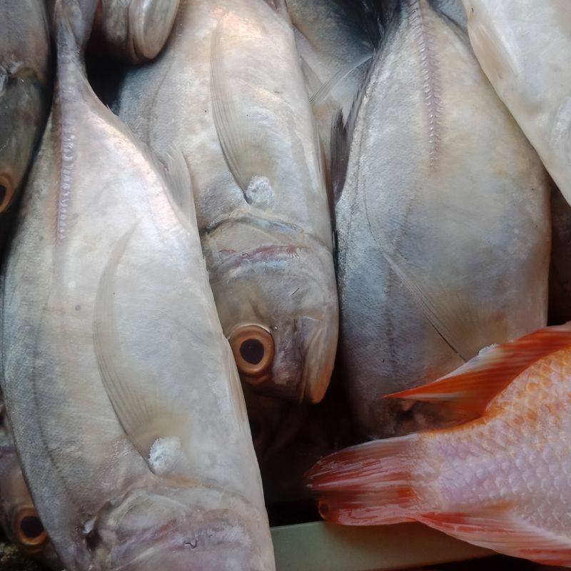 

Ikan kuex,,segar (1kg)