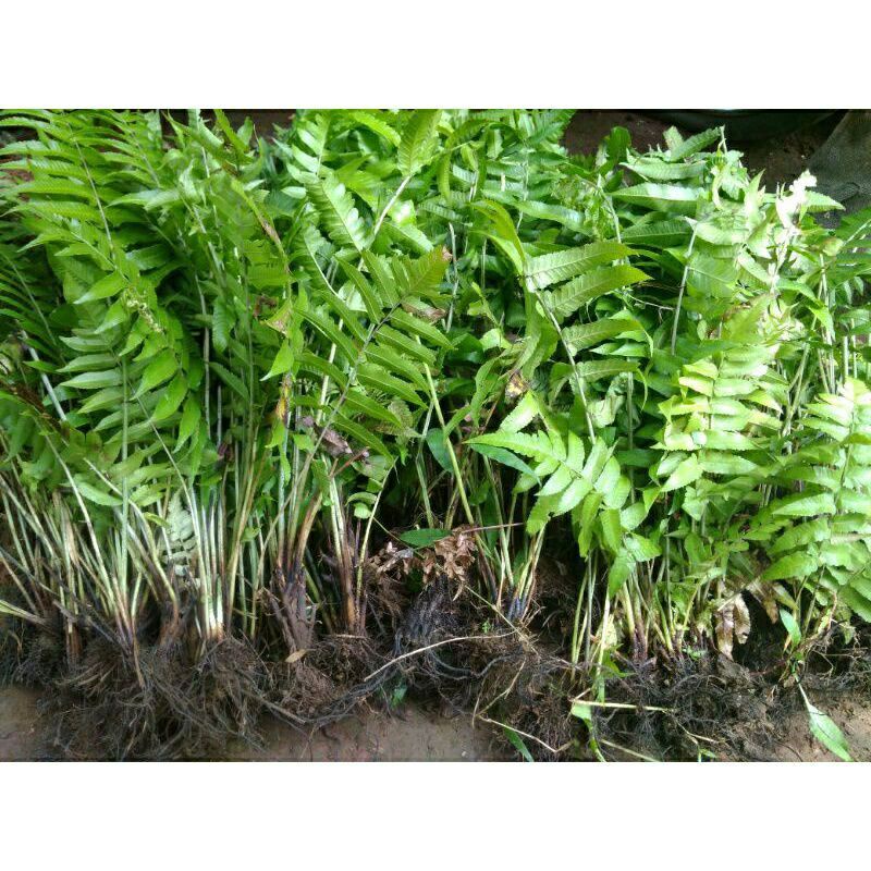 

Bibit Tanaman pakis sayur siap tanam