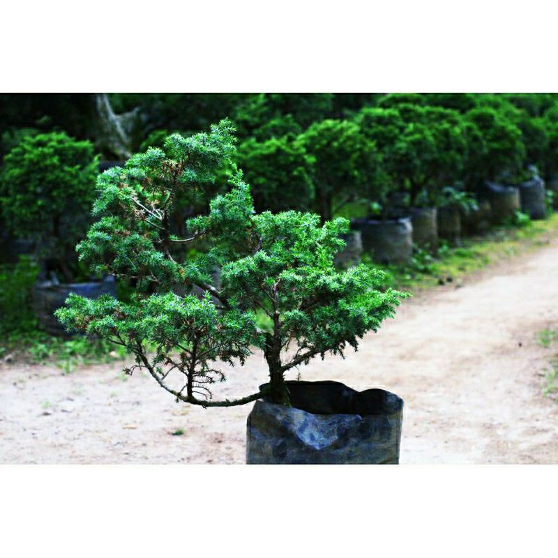 TANAMAN CEMARA RIGIDA DURI BAHAN BONSAI A GRADE |COD| PROMO SUPER KUALITAS TANAMAN HIDUP BONSAI