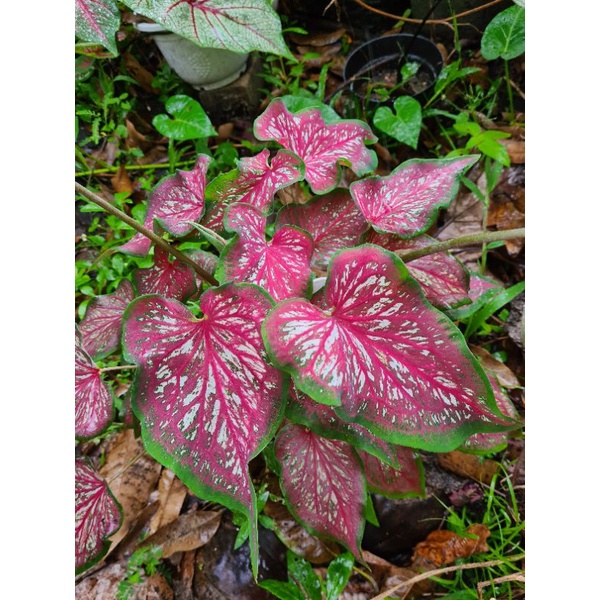 Caladium Lance Whorton