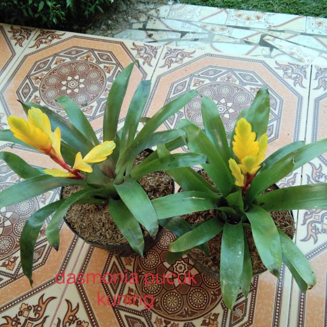 Wow 22+ Gambar Bunga Pucuk Kuning - Gambar Bunga HD