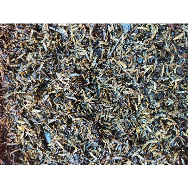 Media Tanam Aglonema Premium