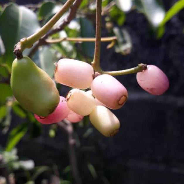 Bibit Jamblang Juwet Duwet Putih bibit buah langka unik